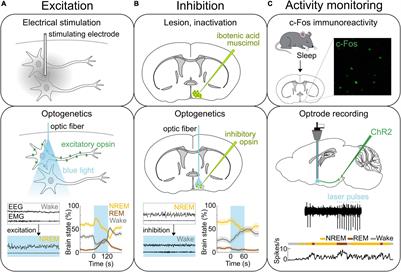 Role of the Preoptic Area in Sleep and Thermoregulation